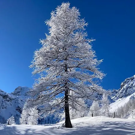 Haus Stegerhof Apartmán