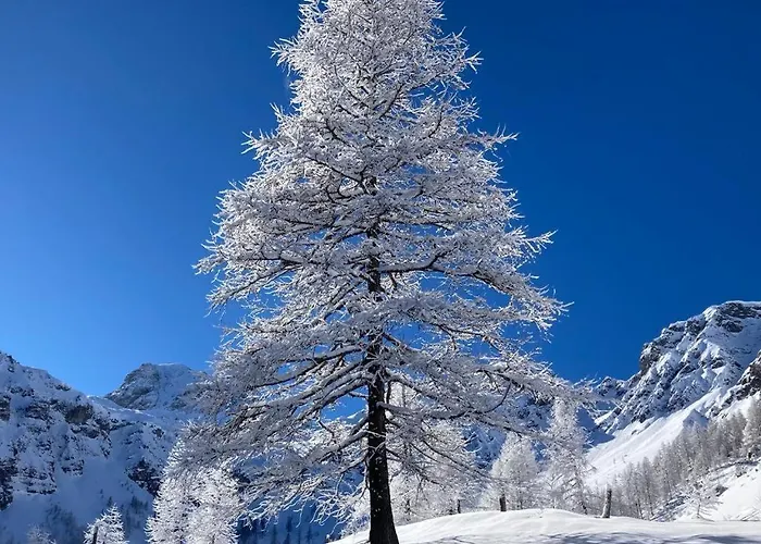 Haus Stegerhof Apartment